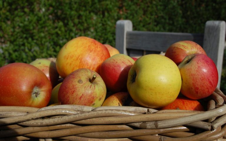 Apple close-up of LEVEL600 B&B Orchard