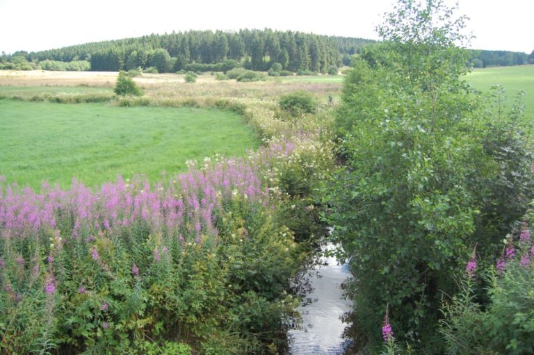VIew on Wild Flower Warche Valley at feet of LEVEL600 B&B