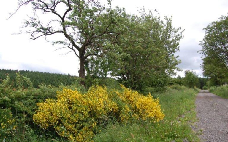 broom tree - hiking trail Hunningen