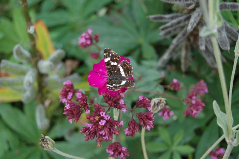 butterfly landkaartje ARASCHNIA LEVANA